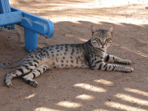 :   098h.JPG
: 55
:  48,2 