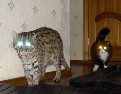 :  viverroviykotribolov0039.jpg
: 16
:  30,8 