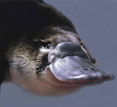 :  1214920800_ut44.jpg
: 252
:  22,2 