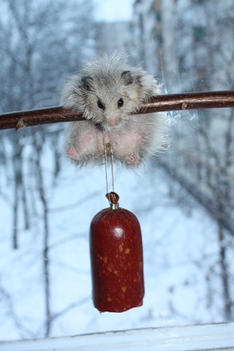 :  0_22269_42d0d58a_L.jpg
: 6
:  36,5 