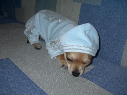 :  P1000525.JPG
: 114
:  23,5 