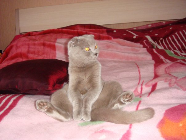 :  x_5faf28ed.jpg
: 116
:  45,5 