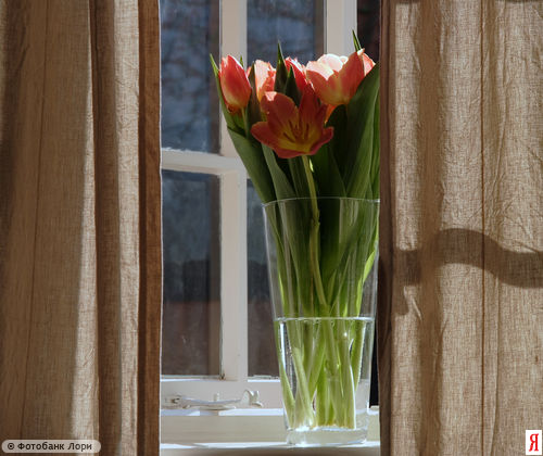 :  lori-0000022551-ynd.jpg
: 58
:  47,2 