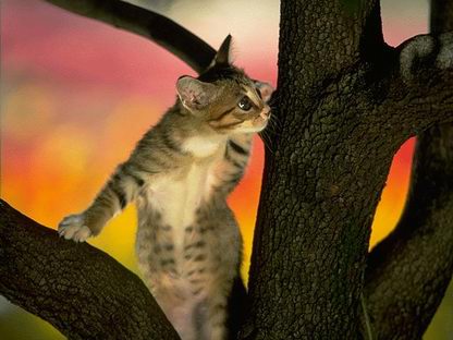 :  2.jpg
: 166
:  27,3 