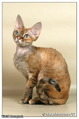 :  3.jpg
: 83
:  22,0 