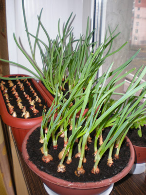 :  .jpg
: 23
:  56,2 