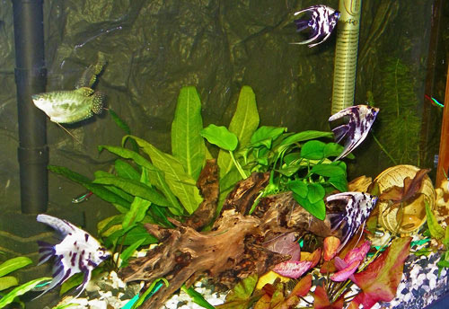 :  2007,01,10.jpg
: 78
:  61,9 