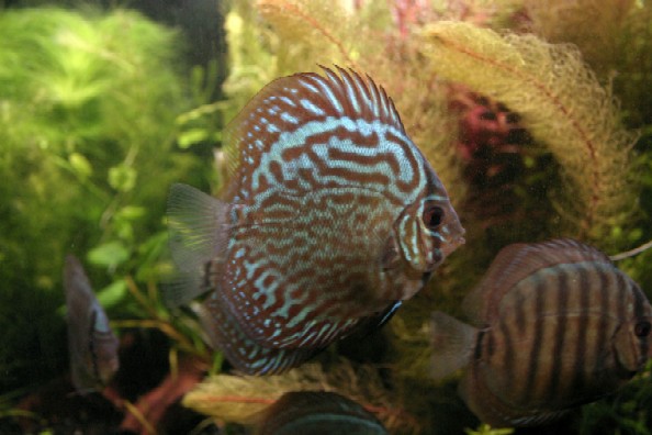 :  .jpg
: 58
:  59,1 