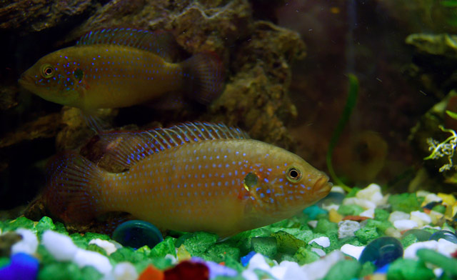 :  P2055236.jpg
: 61
:  63,0 