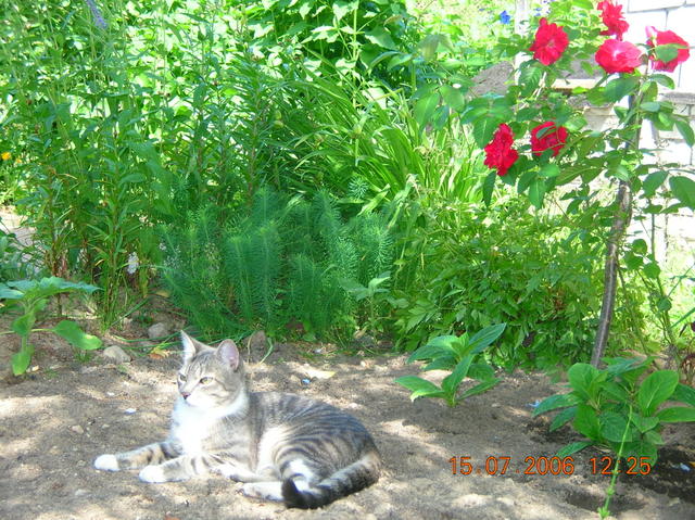 :  DSCN5974.jpg
: 168
:  97,9 