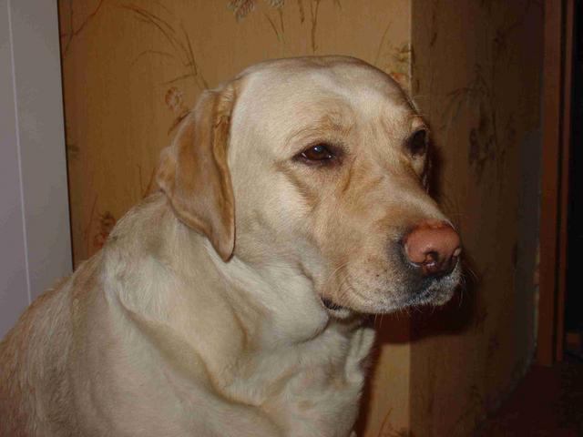 :  .jpg
: 126
:  30,0 