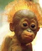 :  .jpg
: 246
:  6,6 