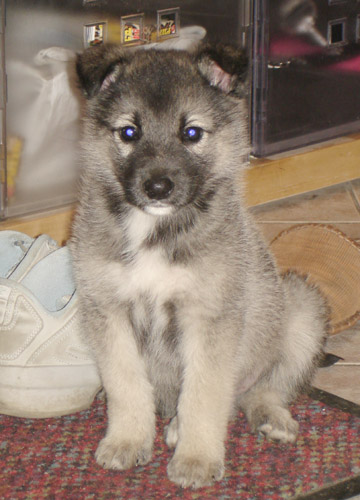 :  .jpg
: 91
:  58,5 