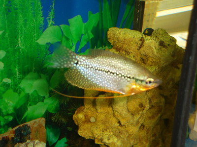 :  .jpg
: 103
:  57,5 