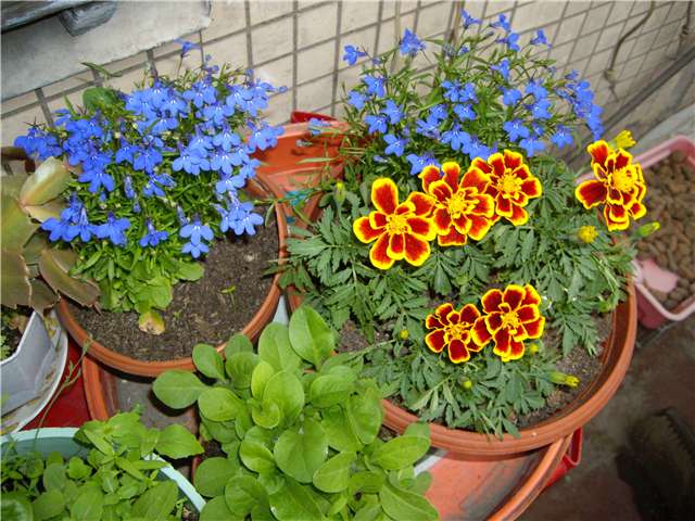 :  1.jpg
: 1530
:  60,7 