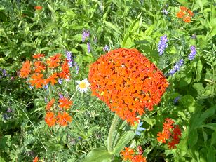 :  hh.jpg
: 2071
:  42,4 