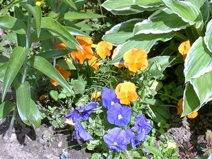 :  pp1.jpg
: 2061
:  33,5 