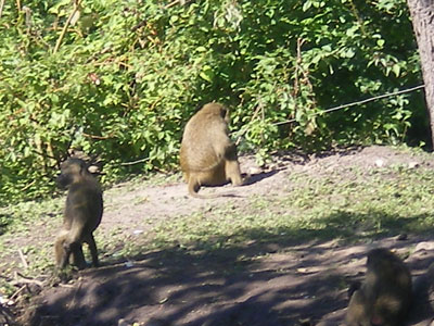 :  IMGP0997.jpg
: 42
:  54,5 