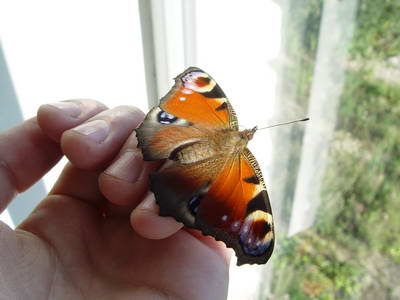 :  DSC03085.JPG
: 27
:  23,9 