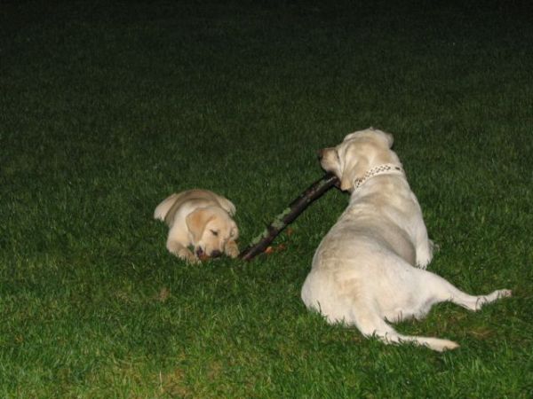 :  201.jpg
: 95
:  52,2 