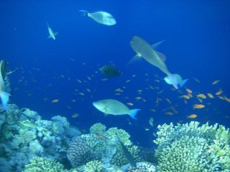 :   .jpg
: 58
:  62,9 