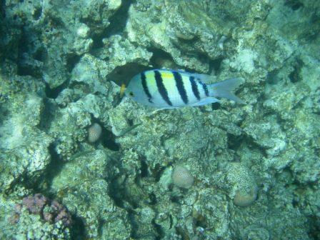 :  .jpg
: 58
:  50,6 