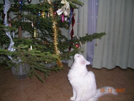 :  DSCN6481.JPG
: 82
:  33,3 