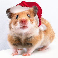 :  mouse.jpg
: 83
:  10,3 