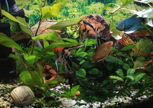 :  2008_01_08-0081.jpg
: 785
:  53,9 