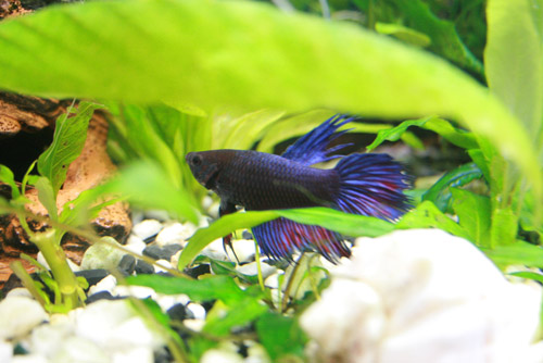 :  2008_01_17-0040.jpg
: 752
:  52,9 