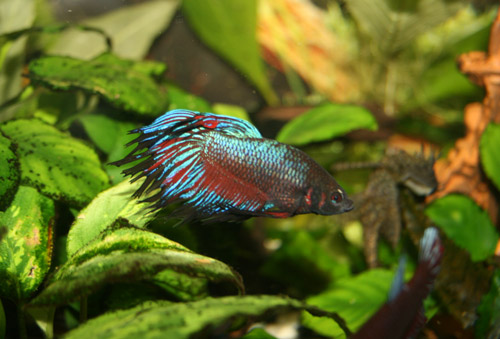 :  2008_01_17-0021.jpg
: 743
:  55,0 