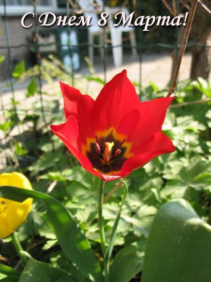 :  tulip.jpg
: 222
:  50,7 